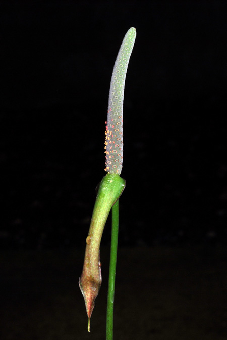 Anthurium croatii