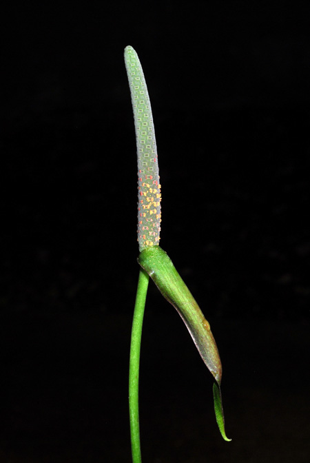 Anthurium croatii