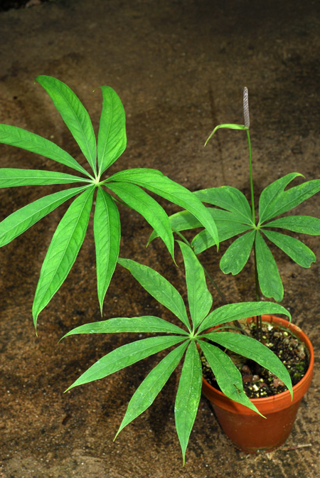 Anthurium croatii