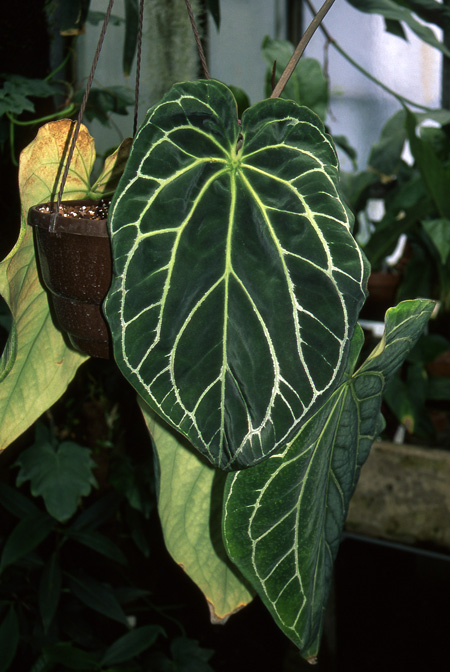 Anthurium crystallinum