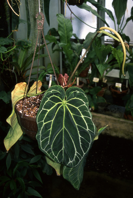Anthurium crystallinum