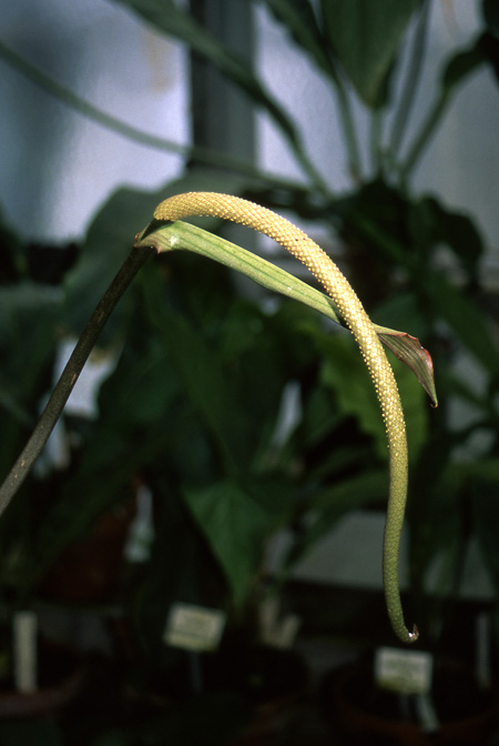 Anthurium crystallinum