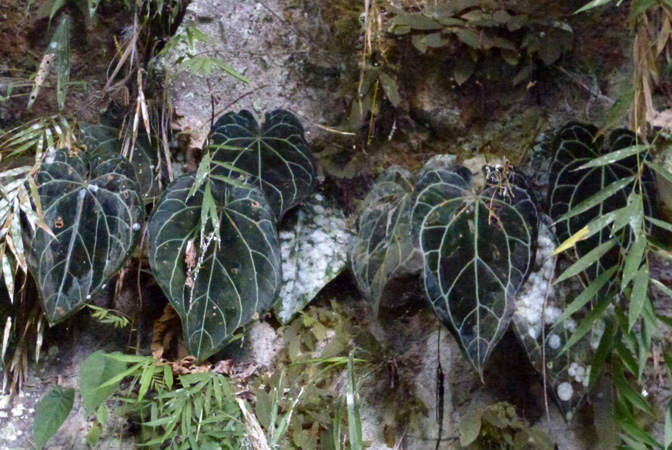 Anthurium crystallinum