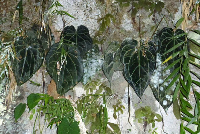 Anthurium crystallinum