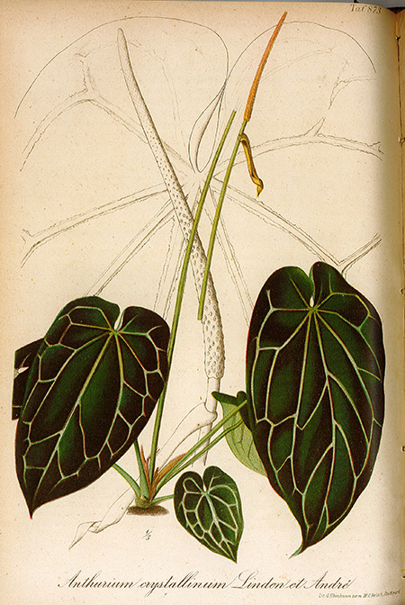 Anthurium crystallinum