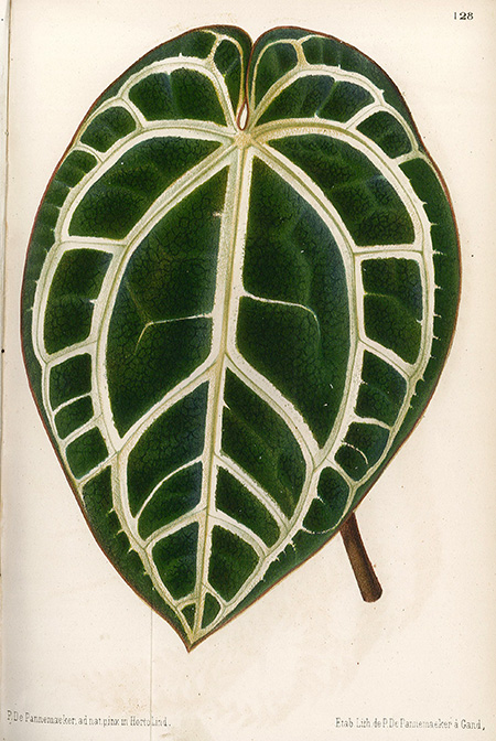 Anthurium crystallinum