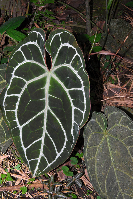 Anthurium crystallinum