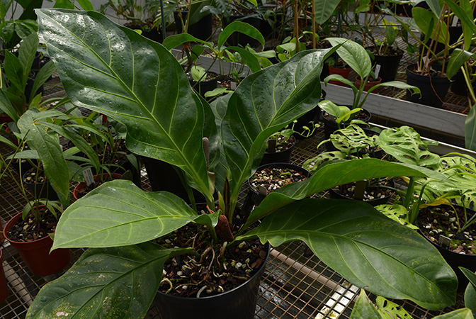 Anthurium cubense