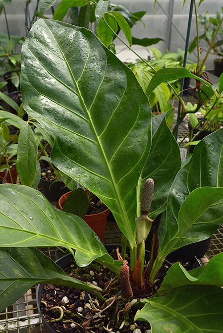 Anthurium cubense