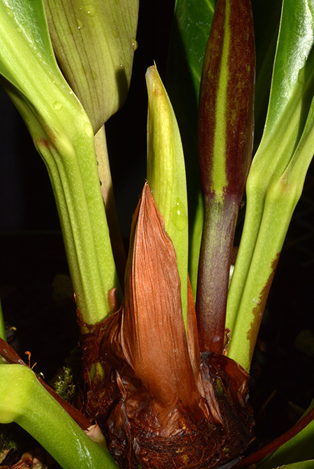 Anthurium cubense