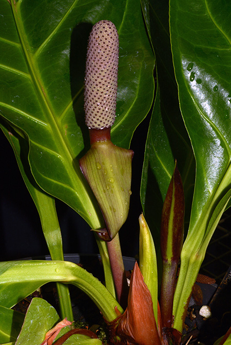 Anthurium cubense