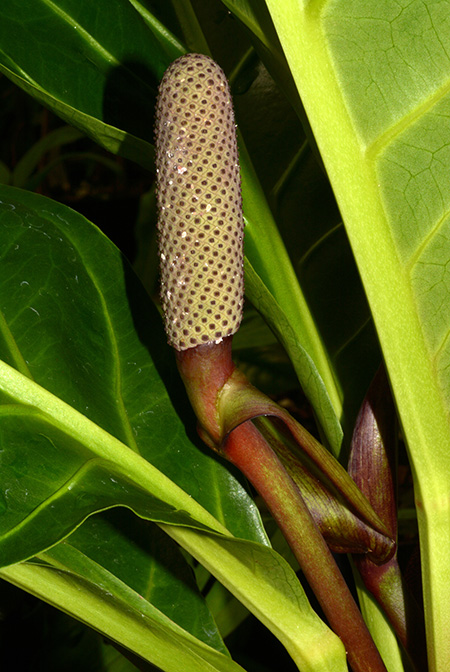 Anthurium cubense