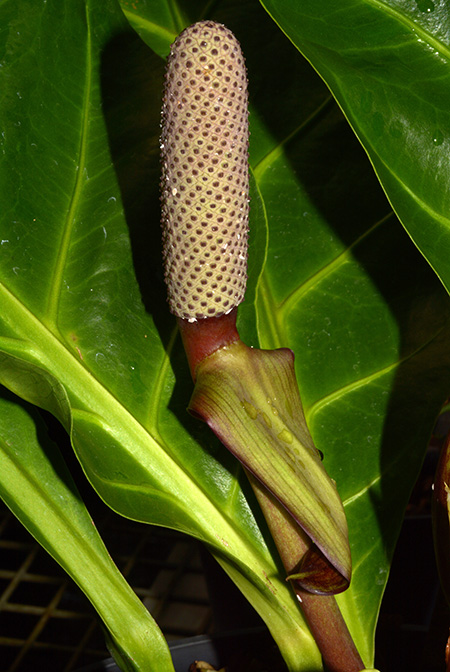 Anthurium cubense