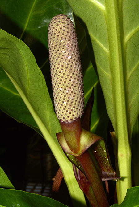 Anthurium cubense