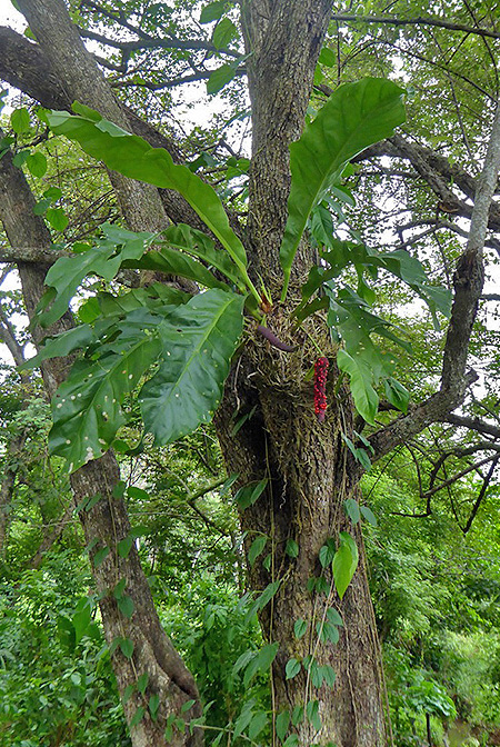 Anthurium cubense