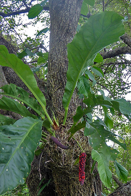 Anthurium cubense