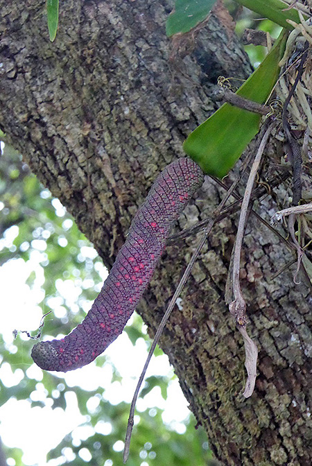 Anthurium cubense