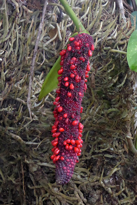 Anthurium cubense