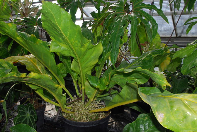 Anthurium cubense