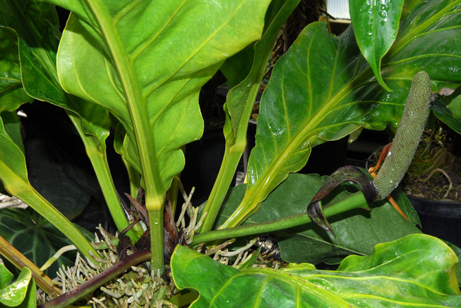 Anthurium cubense