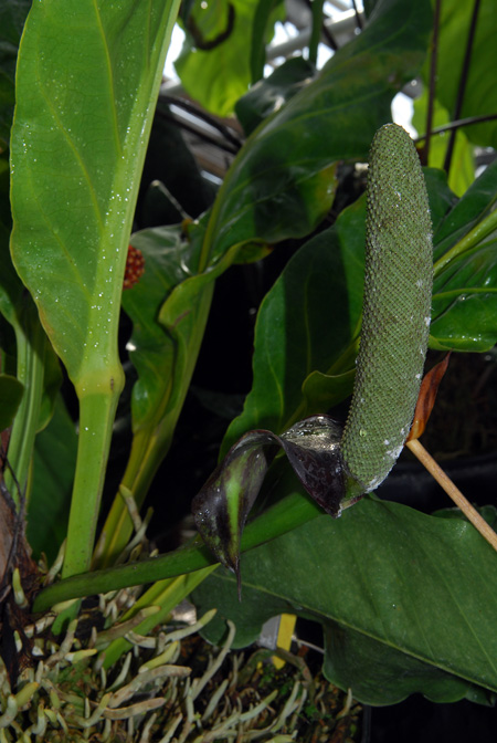 Anthurium cubense