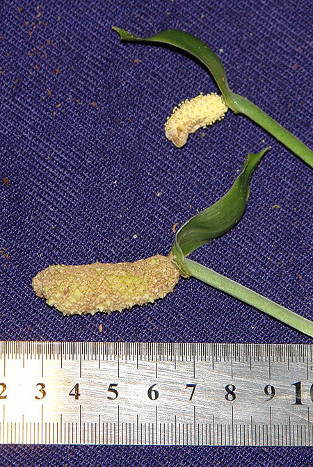 Anthurium consobrinum