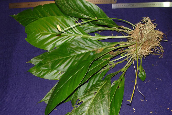 Anthurium consobrinum