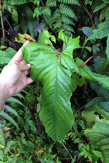 Anthurium cupreonitens