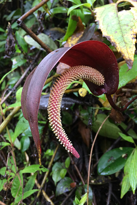 Anthurium cupreonitens