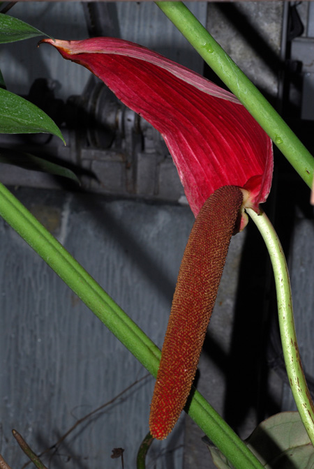 Anthurium cupulispathum