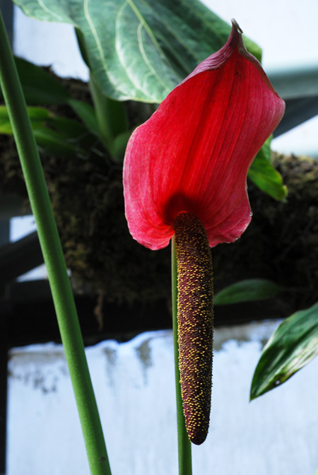 Anthurium cupulispathum