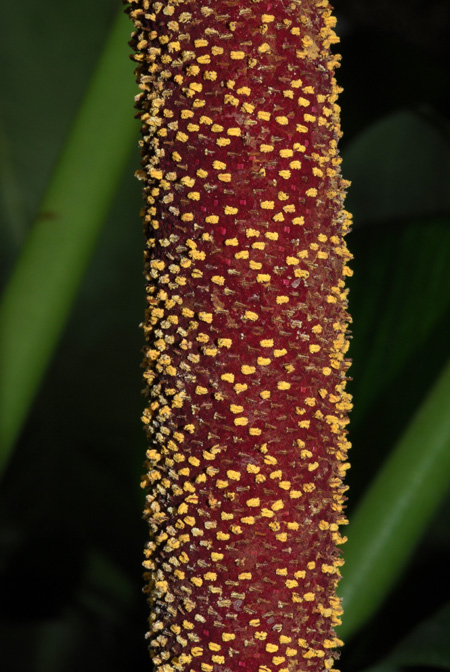 Anthurium cupulispathum