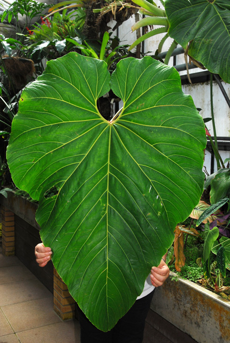 Anthurium cupulispathum