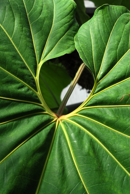Anthurium cupulispathum