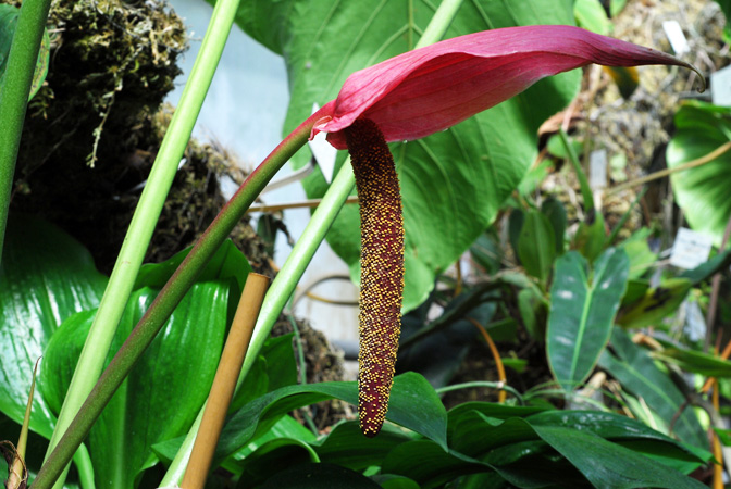 Anthurium cupulispathum