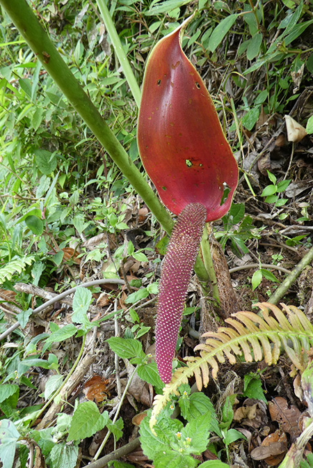 Anthurium cupulispathum
