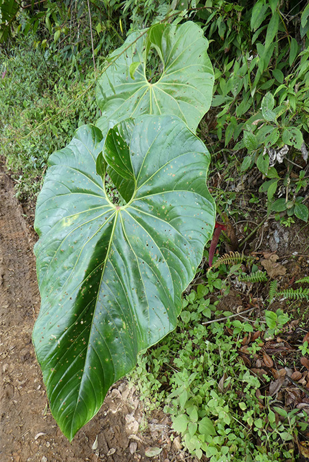 Anthurium cupulispathum