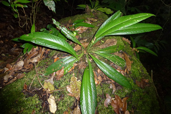 Anthurium curvilaminum