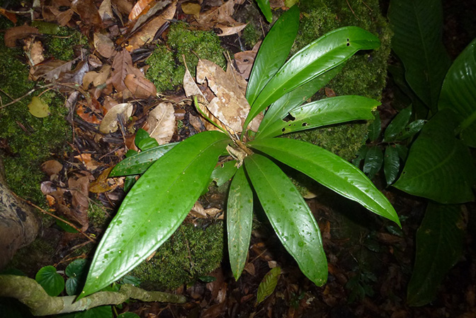 Anthurium curvilaminum