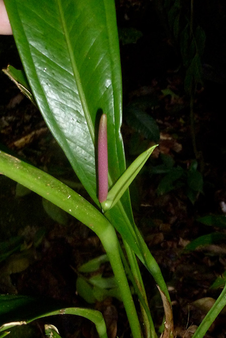 Anthurium curvilaminum