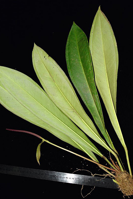 Anthurium curvilaminum