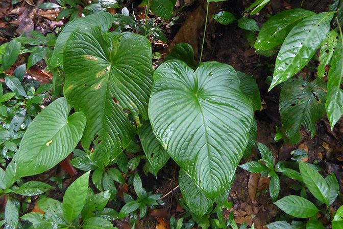 Anthurium cuspidatum