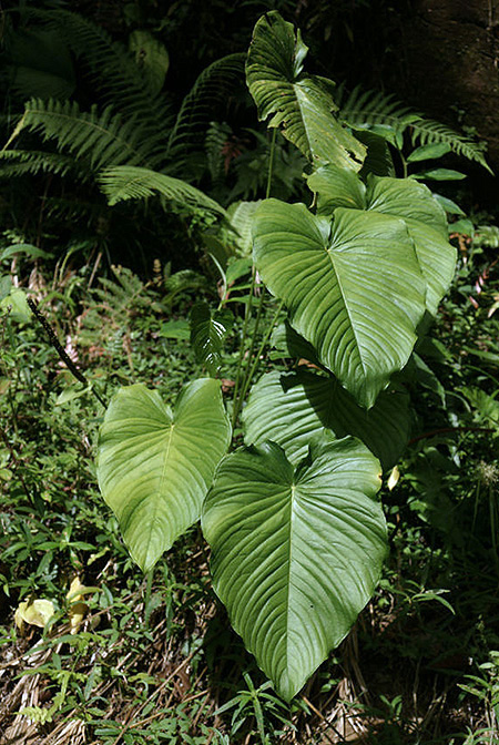 Anthurium cuspidatum