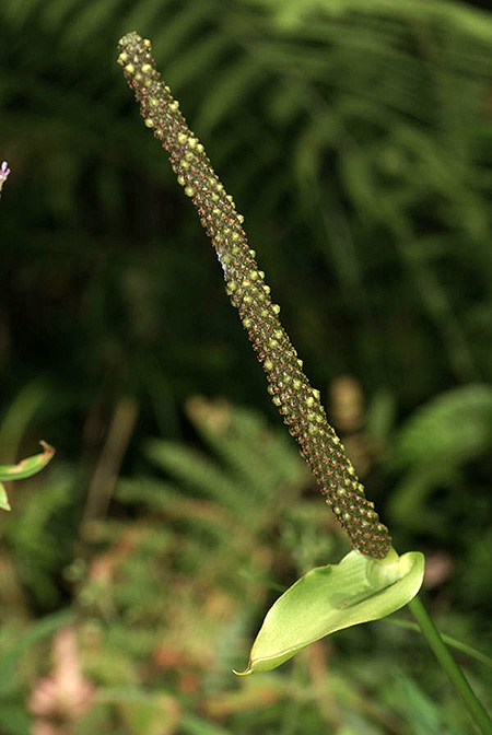 Anthurium cuspidatum