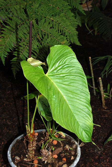 Anthurium cuspidatum