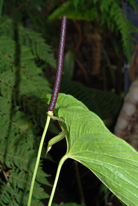 Anthurium cuspidatum