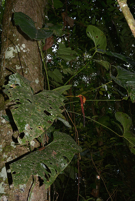Anthurium cuyabenoense