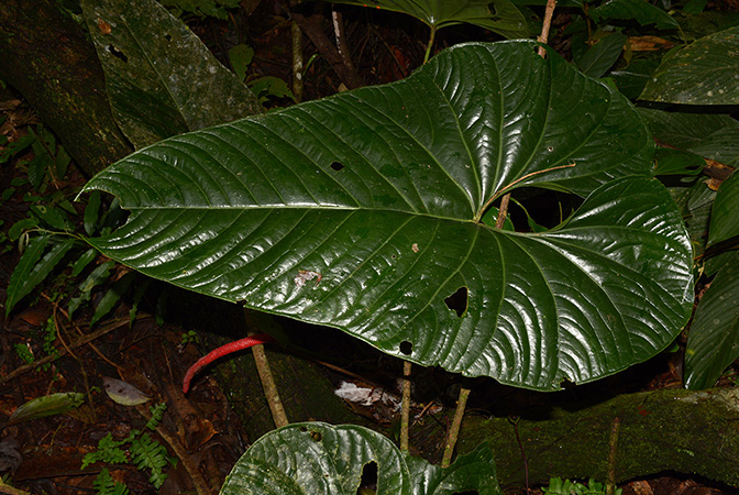 Anthurium cuyabenoense