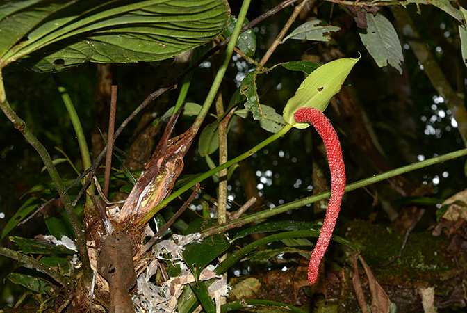 Anthurium cuyabenoense