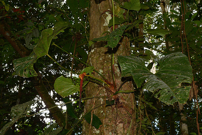 Anthurium cuyabenoense